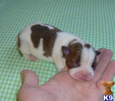 Puppies in OK
